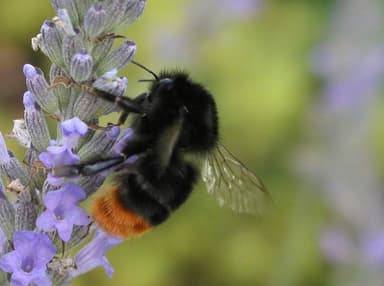 A close up of Bombus lapidarius also known as the red-tailed bumblebee