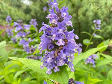catmint plant