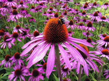 coneflower plant