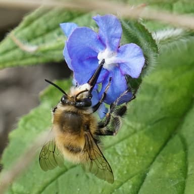 A close up of Anthophora plumipes also known as a hair footed flower bee on a flower.