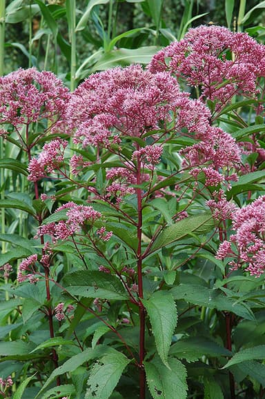 joe pye weed plant