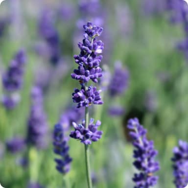 lavender plant