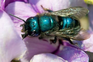 A close up of Osmia megachilidae also known as a Mason bee on a flower.