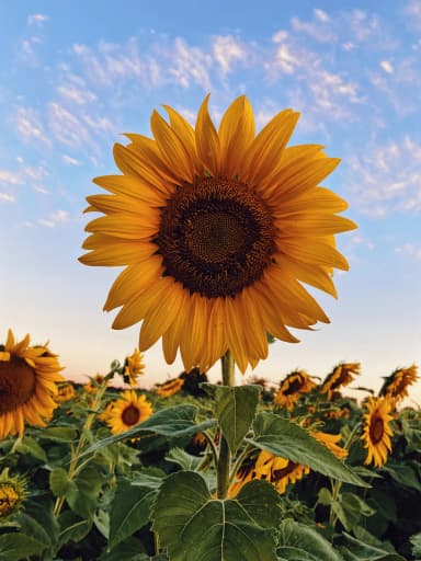 sunflower plant