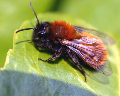 A close up of Andrena fulva also known as a Tawny mining bee on a flower.