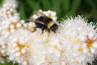 A close up of Andrena fulva also known as a Tawny mining bee on a flower.