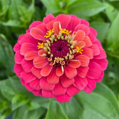 zinnia plant